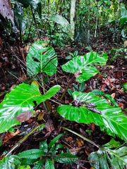 Philodendron melinonii