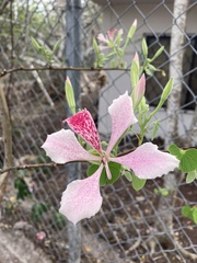 Bauhinia monandra