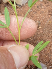 Cleome macrophylla