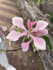 Bauhinia monandra