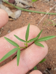 Cleome macrophylla