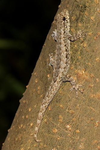 Robust Dwarf Gecko