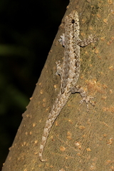 Lygodactylus pictus