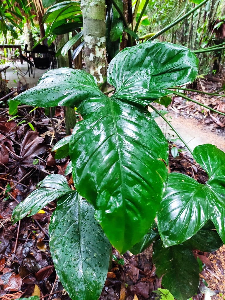 Philodendron barrosoanum  iNaturalist