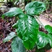 Philodendron barrosoanum - Photo (c) 薛映月, some rights reserved (CC BY-NC), uploaded by 薛映月