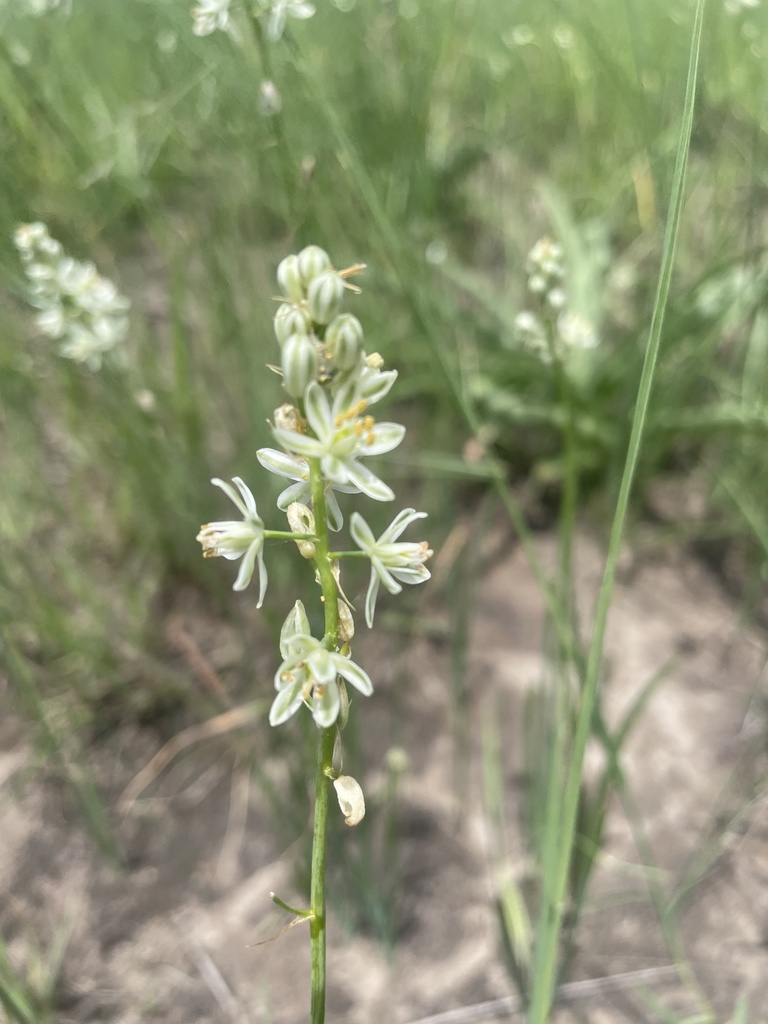 Albuca virens, Dirico, AO-CC, AO