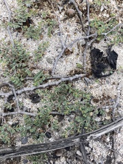 Euphorbia amplexicaulis