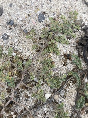 Euphorbia amplexicaulis