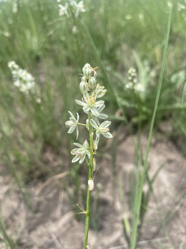 Albuca virens