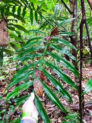Philodendron tortum