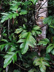 Philodendron pedatum
