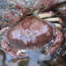 Yellow Rock Crab - Photo (c) Lorri Gong, some rights reserved (CC BY-NC-ND), uploaded by Lorri Gong