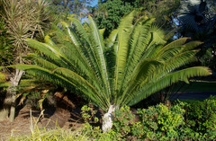Dioon spinulosum