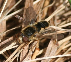 Anasimyia bilinearis