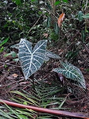 Alocasia longiloba