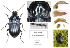 Abax ovalis
