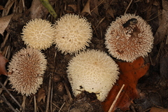 Lycoperdon pulcherrimum
