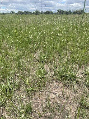 Albuca virens image