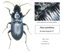 Abax parallelus