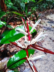 Heliconia acuminata