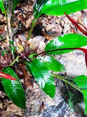 Heliconia acuminata