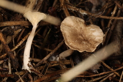 Spodocybe trulliformis