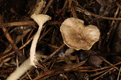 Spodocybe trulliformis