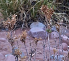 Baccharis grisebachii