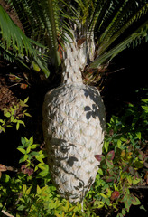 Dioon spinulosum