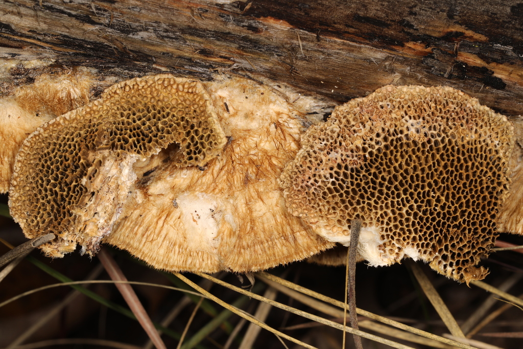 Coriolopsis sp. 'gallica-IN01'