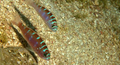 Serranus tortugarum