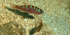 Serranus tortugarum