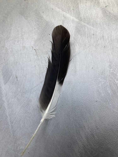 Plume de Dendrocygne à ventre noir