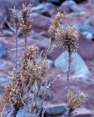 Baccharis grisebachii