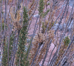 Baccharis grisebachii