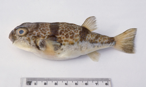 Halstead's toadfish (Reicheltia halsteadi) — Tetraodontidae — 2