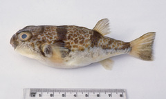 Reicheltia halsteadi