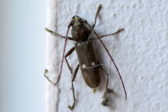 Gnatholea eburifera