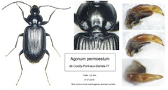 Agonum permoestum
