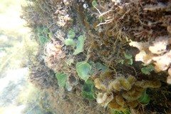 Dictyosphaeria sericea