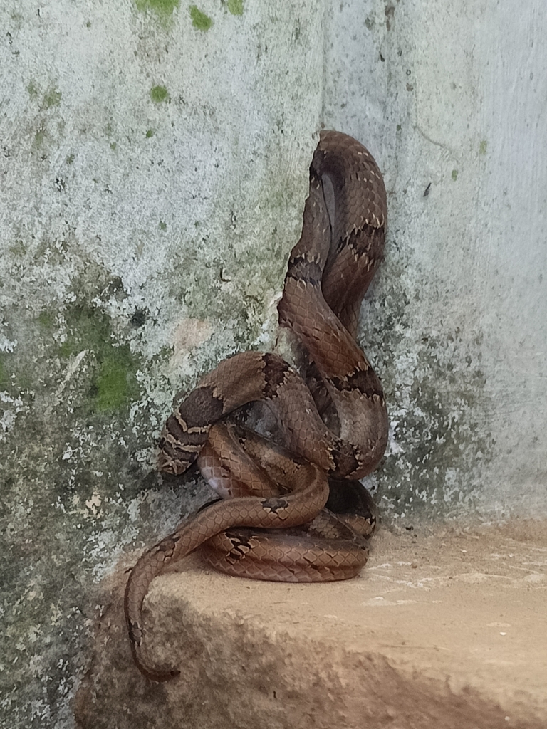 Streaked Kukri Snake