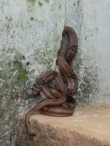 Streaked Kukri Snake