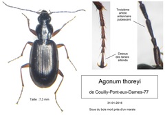 Agonum thoreyi