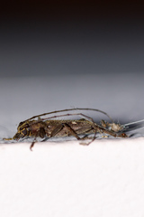 Gnatholea eburifera