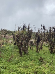 Miconia robinsoniana