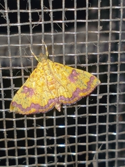 Isocentris