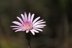 Chaptalia hieracioides