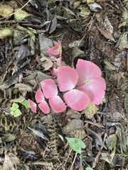 Adiantum macrophyllum
