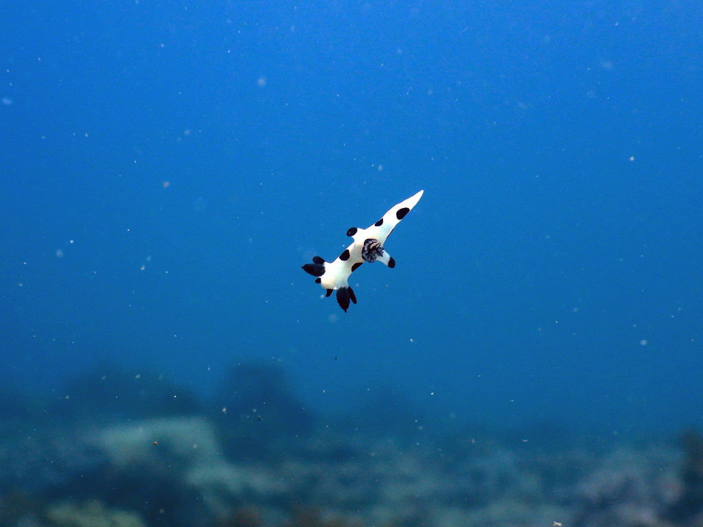 Polka-dot Pump Dorid