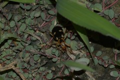 Pheropsophus jessoensis